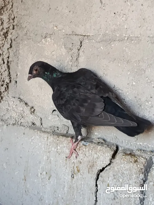 حمام للبيع