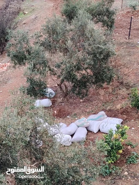 زبلة غنم سماد طبيعي للاشجار، زبلة ناعمه جدا مثل البودره