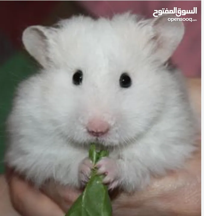 هامستر اليف عروض حرق