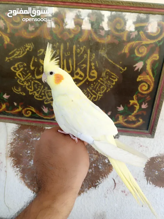 طيور للبيع