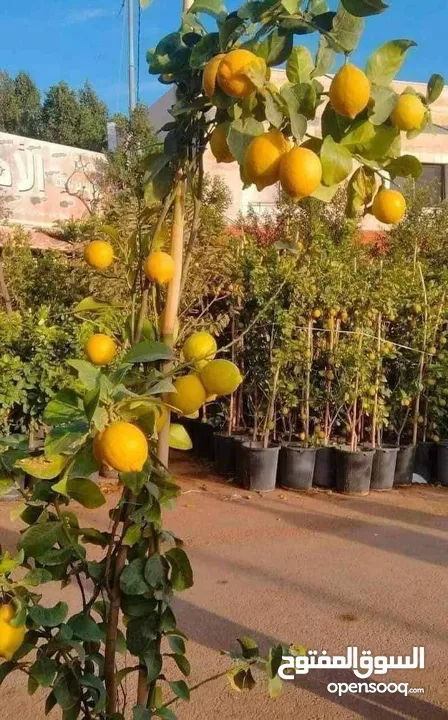 مشاتل السهل الاخضر الزراعيه تنسيق حدائق ومزارع