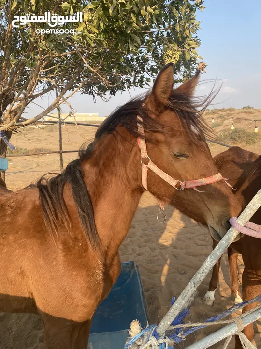 خيول عربيات للبيع ب 4