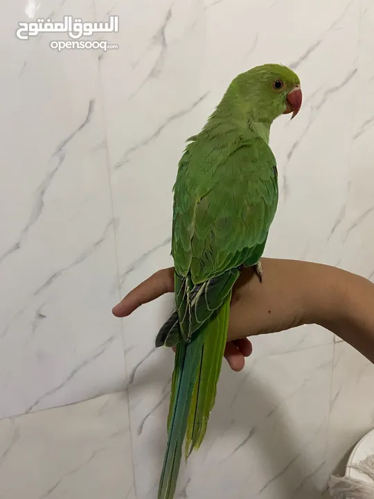 ببغاء الدره