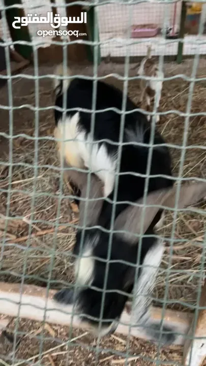 فحل باكستاني انتاج محلي -Pakistani goat born and raised in the UAE.