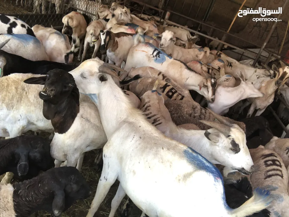 Somali goat and sheep  available all time