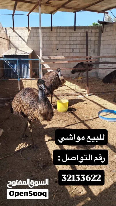 للبيع مجموعة حيوانات ومواشي