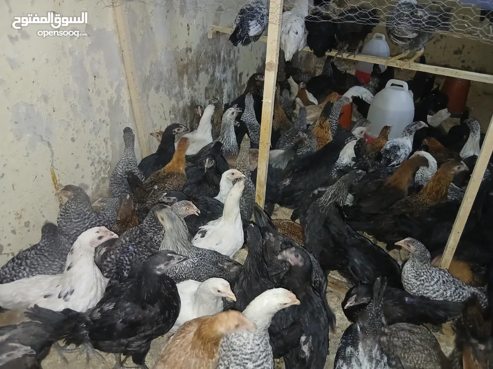 فرخات بلدي ولوهمان ومطروحي للبيع