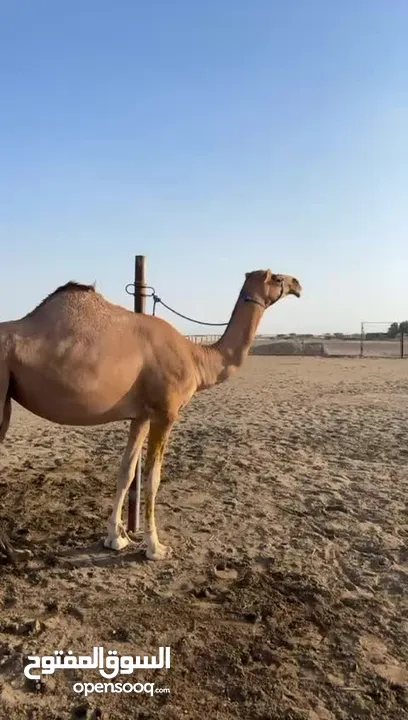 ابوها ود شهبار بعير عبدالعزيز السعيدي وامها سمحه من سمحات لبداه  وابو امها ود سمحه