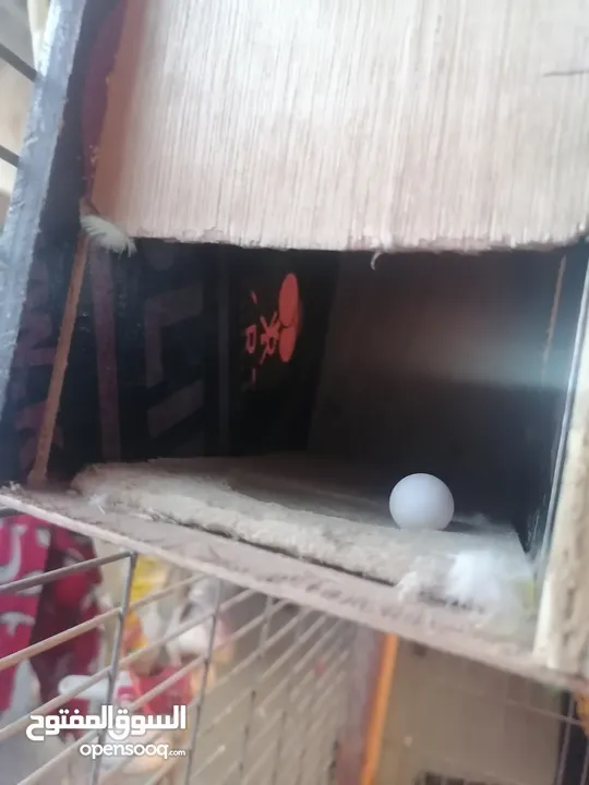 زوج طيور حب للبيع جواة بيضة اليوم بيض