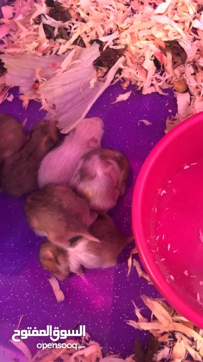 Hamsters with setup