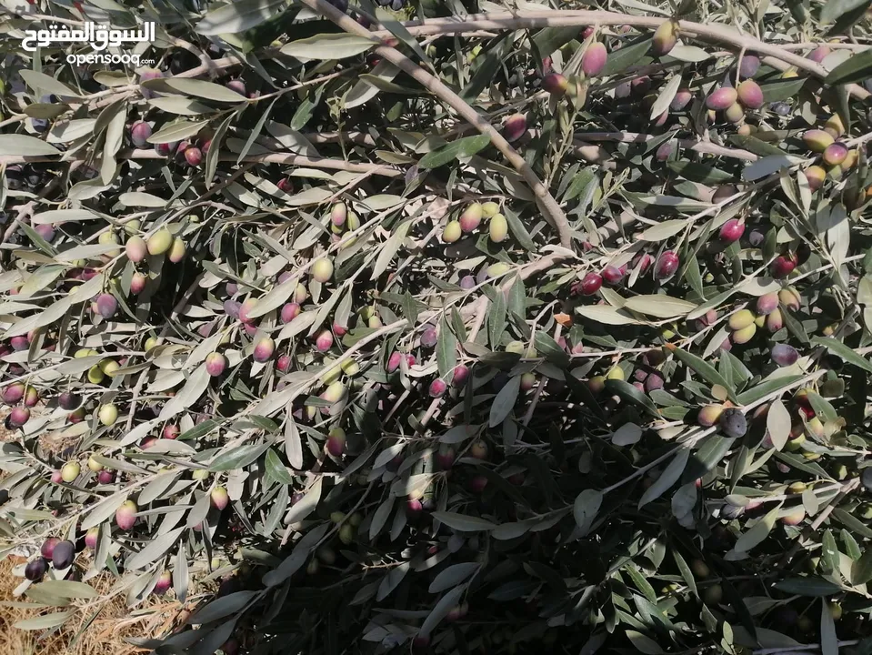 زيت زيتون بلدي ممتاز 2024/2025 - معصور في معصرة حديثة - مادبا