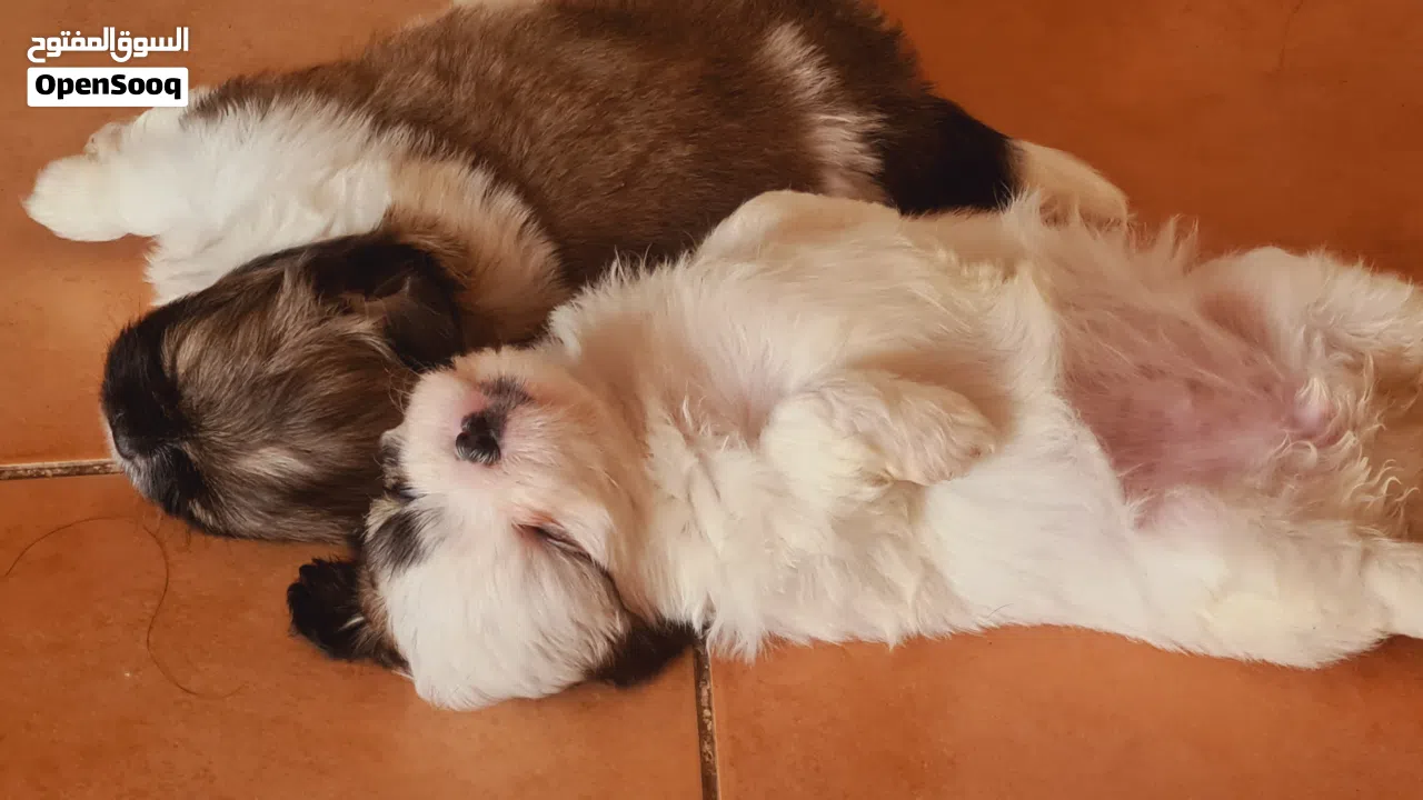 1 month old female puppies for sale