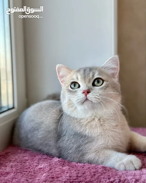 British shorthair kitten