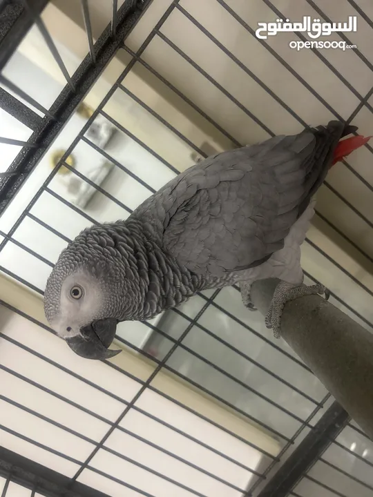 ببغاء كاسكو