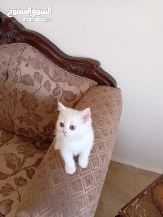 3 قطط مكس شانشيلا سكوتش فولد للبيع