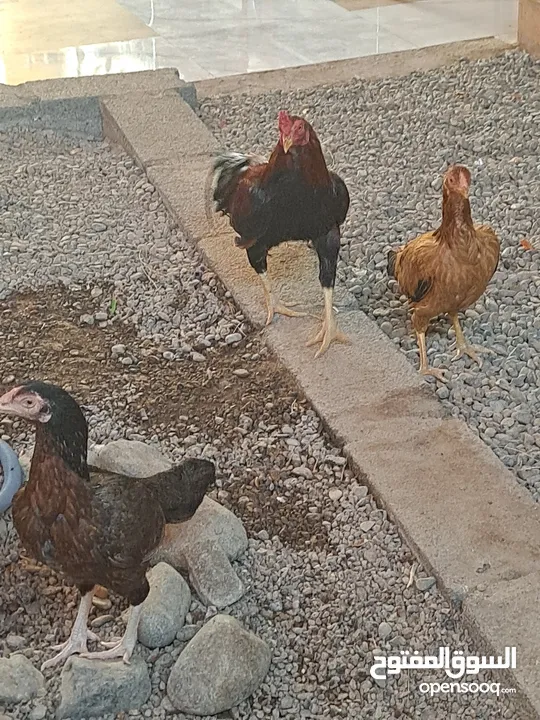 دجاج باكستاني 2 مع ديك باكستاني اصيل مع دجاجه فرنسيه