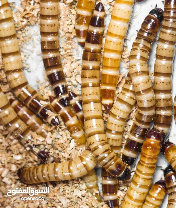 دود قبابي _ميل ورم _ Mealworm