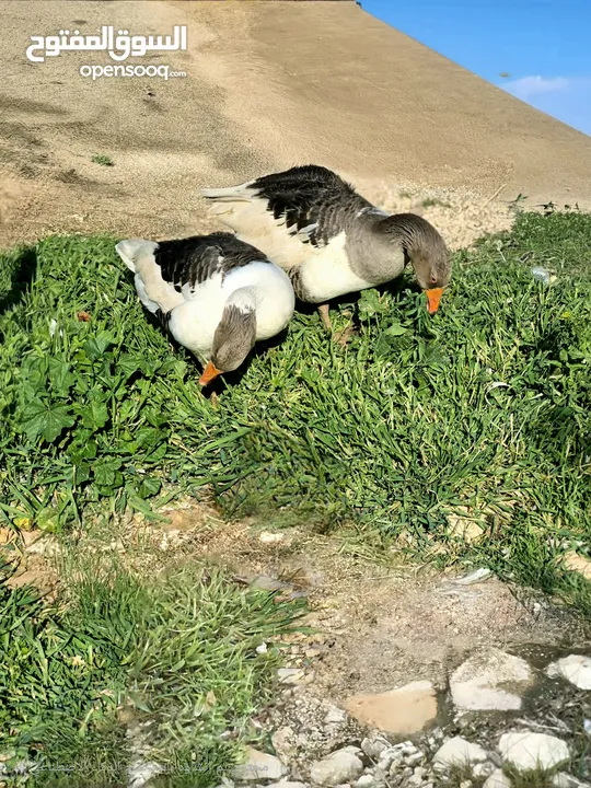 يوجد حمام وبط