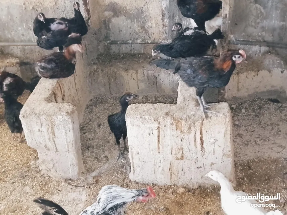 العمر من ثلاثه أشهر ولغايه سته أشهر