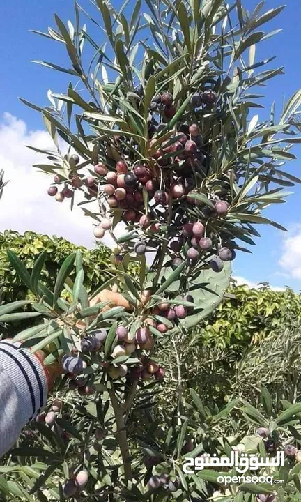 يتوفر لديناا جميع انواع الاشجار