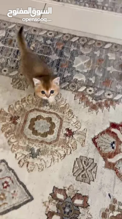 قط ذكر للبيع سكوتش ستريت جولد
