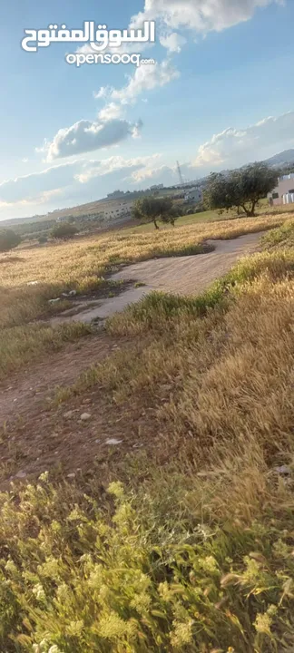 بيت مستقل للبيع في المفرق بلعما الزيتونه  قوشان مستقل  ومسور بلكامل مسطح 140 يبعد عن مدرسة البنات