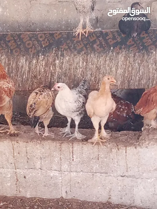 دجاج محلي مهجن من ديوك كوشن العملاق للبيع