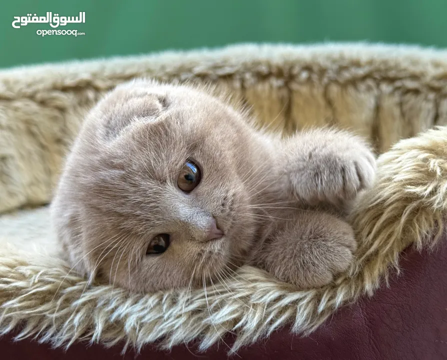 سكوتش فولد lilac scottish fold