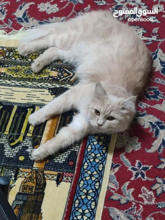 قطه شيرازي للتبني