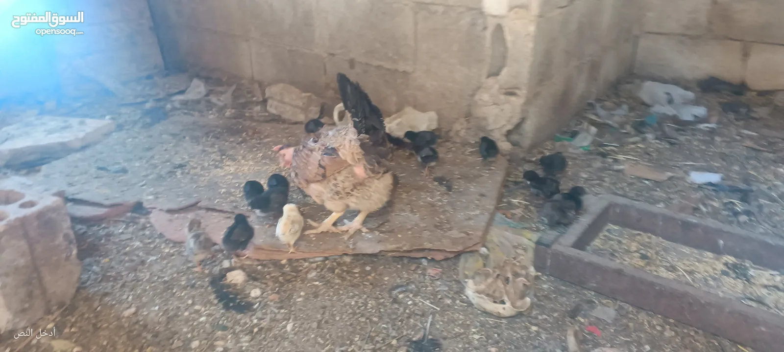 جاجه يهوديه معها 25 صوص بلدي