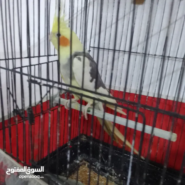 التواصل عبر الوتس اب عصافير حب وكوكتيل حجم جامبو كبير مفتلات والبينه وعادي
