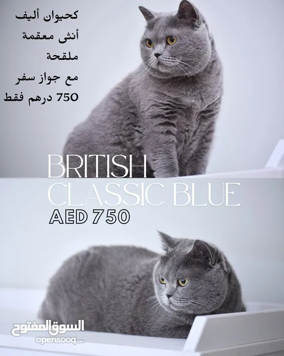 Scottish British shorthair longhair kittens British shorthair Scottish fold kittens Scottish