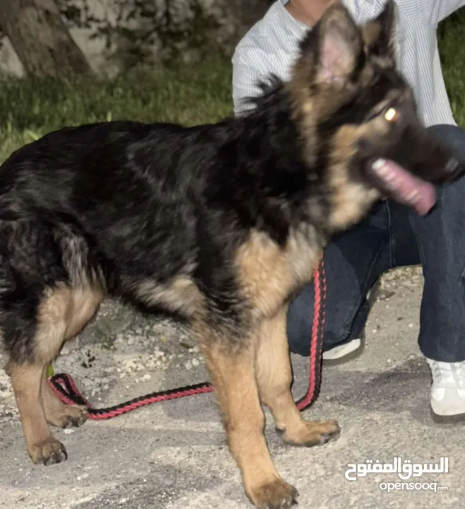 جيرمن شيبرد للبيع