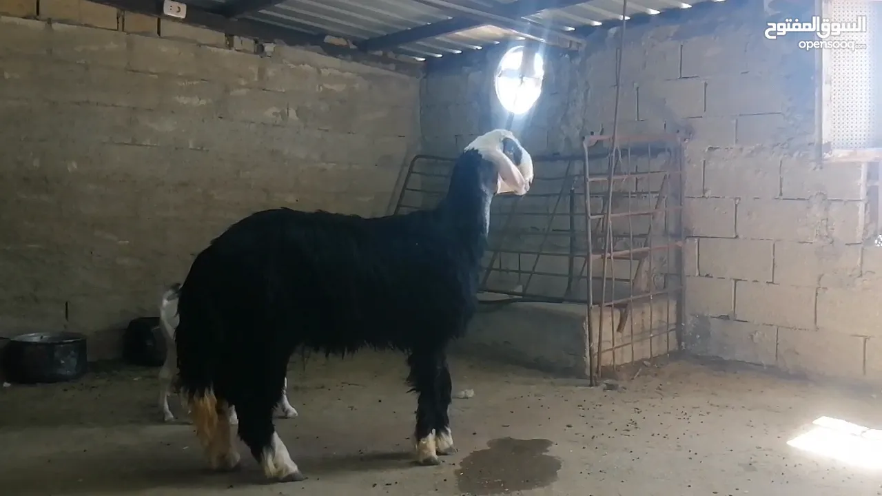 خروف نجدي كويتي