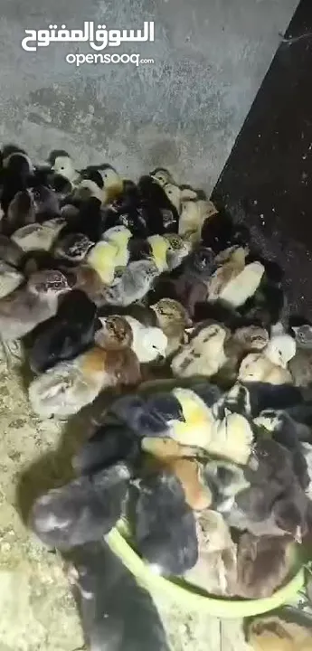 صوص بلدي  البزره القديمه حبات النخب من حضك والله يبارك ل صاحب النصيب..
