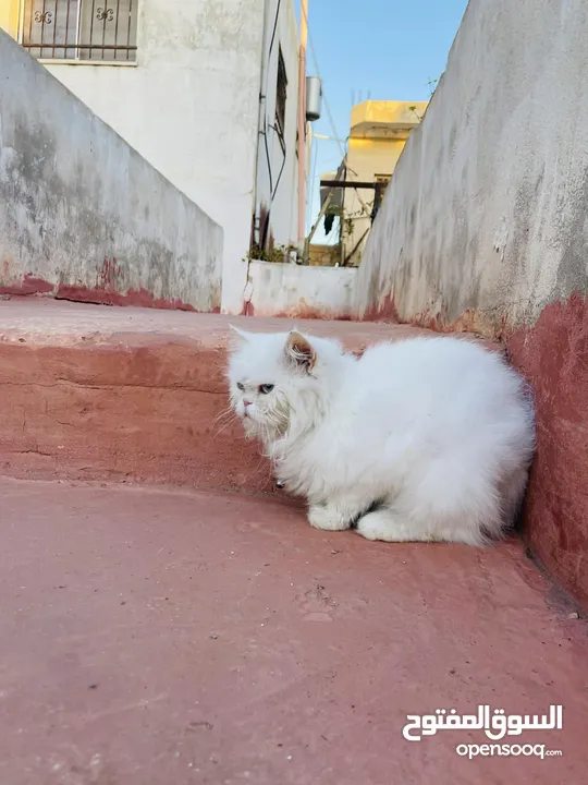قطه شيرازي