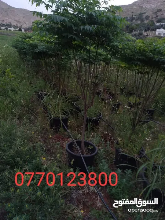 جميع انواع الاشجار الزينه والمثمره بأفضل الاسعار