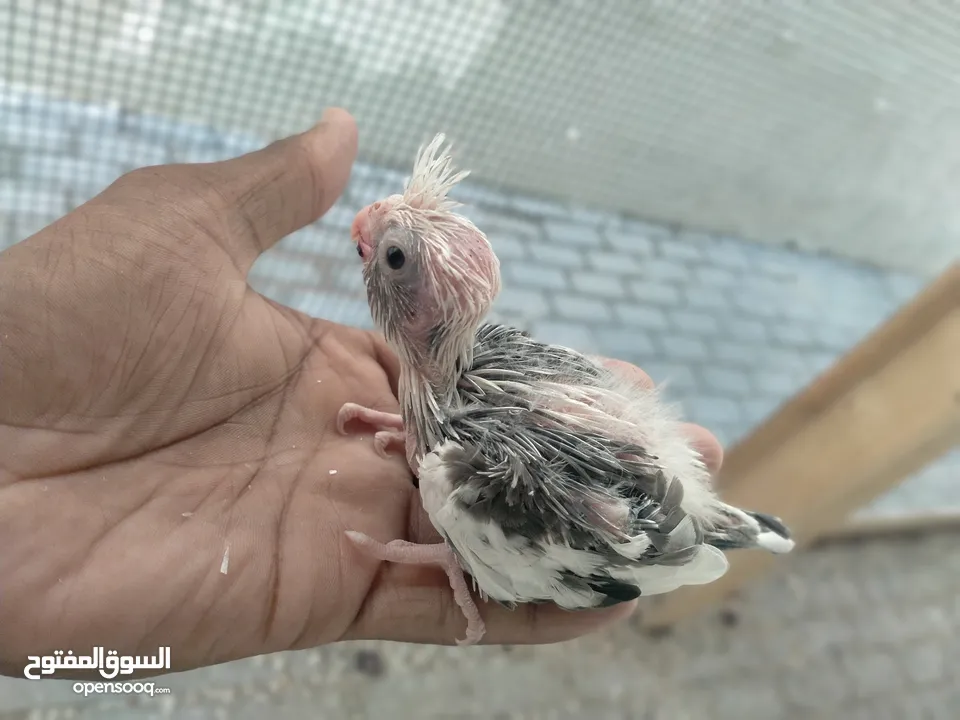 cockatiel chicks