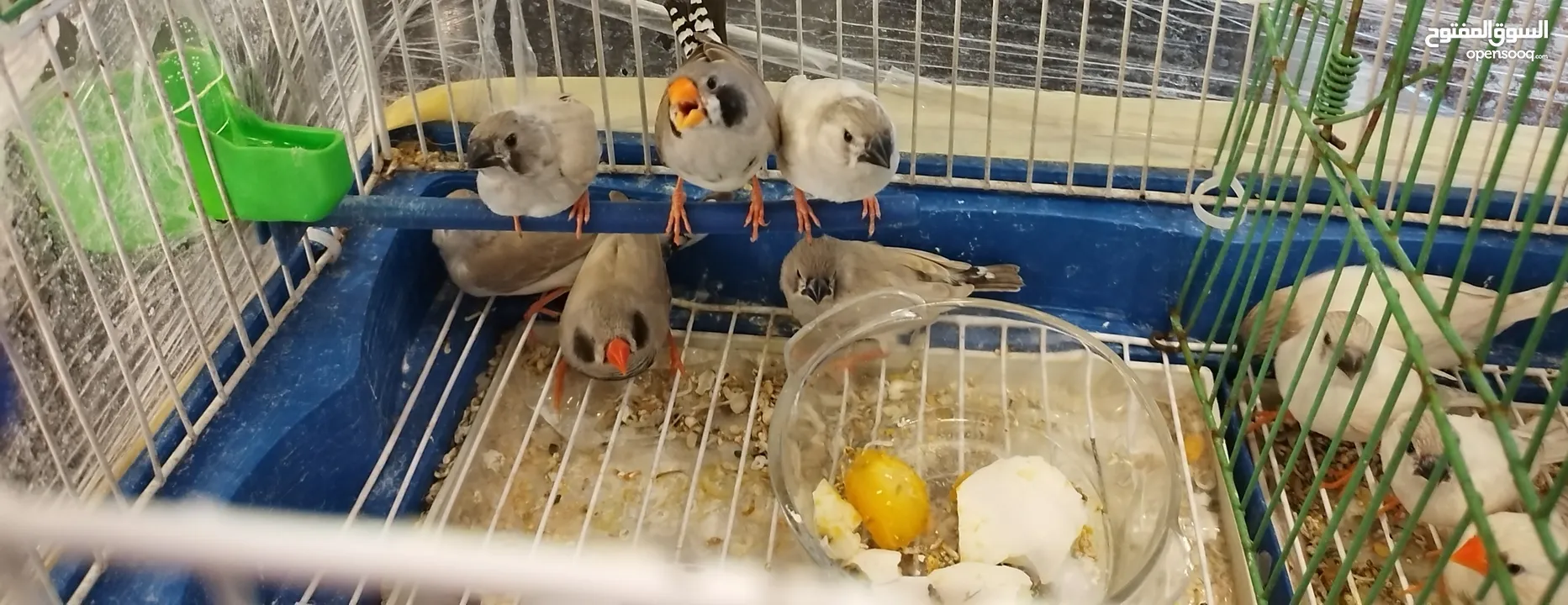 عصافير طيور جنة