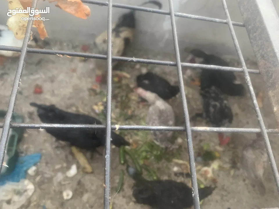كوم دجاج وبط للبيع بسعر مغري
