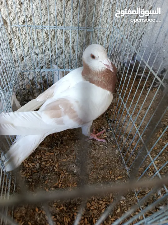 حمام للبيع
