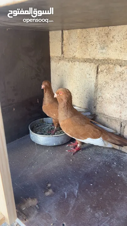 للبيع جواز