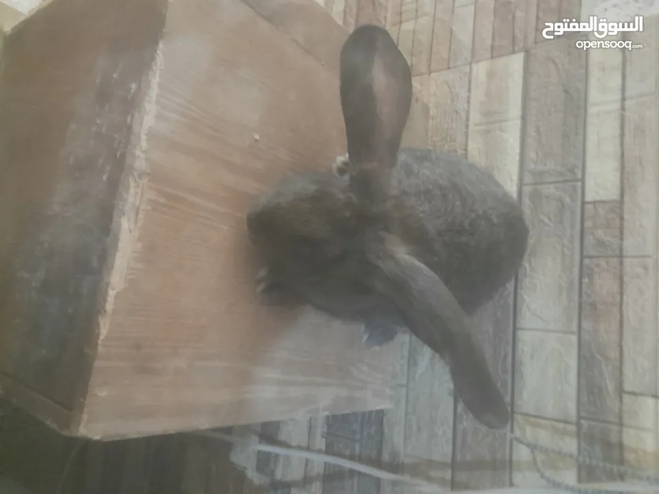 ارانب الماني للبيع موجودات بعمان