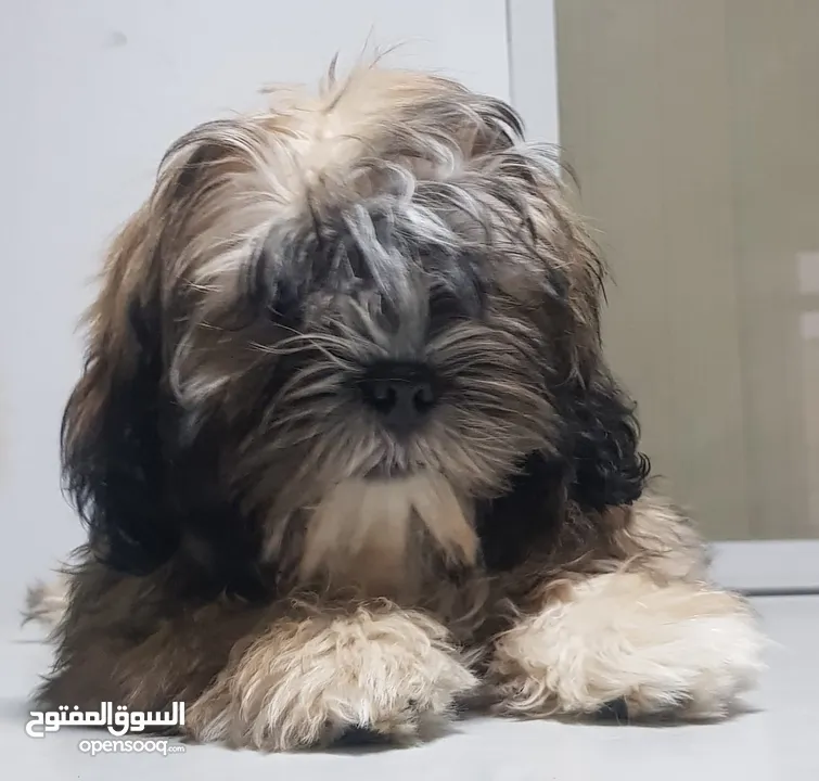 shihtzue puppy