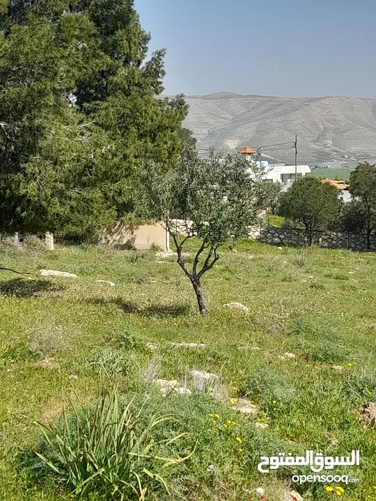 بيرين صروت 3400م تصلح لمزرعه مشكيه من جهتين عاليه كاشفه اجمل مواقع حوض مرج الاصفر شارع معبد خدمات