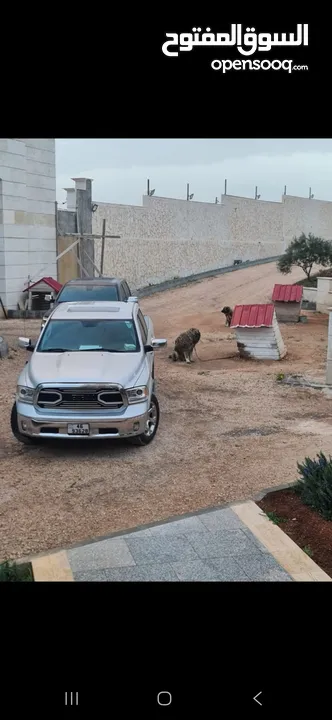 دوج رام ديزل 2018 للبيع