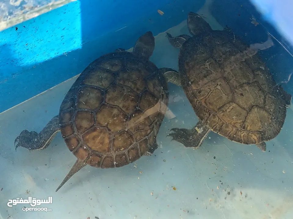جوز سلاحف مائيه  حجم ضخم  سلحفاه برمائيه توضع داخل حوض السمك تسبح مع الاسماك  و منتجه