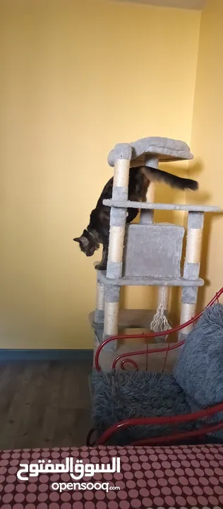 FeandRea cat tree