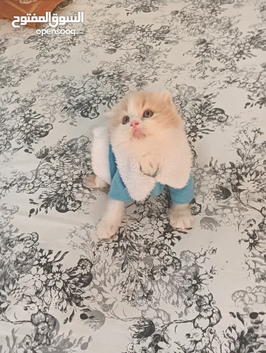 Pure Scottish Fold Longhair Kitten