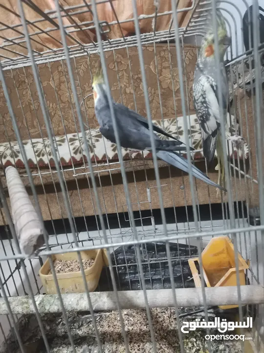 جوز كوكتيل شغالات بالصلاة على النبي مطلوب فيهم 40